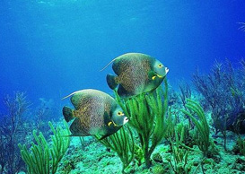 環(huán)境影響評(píng)價(jià)、排污許可證、應(yīng)急預(yù)案